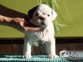 Male#1 Sire: MBISS GCH DELENCLOS CHEROKEE MILTON...Dam: SISLER`S FUNNY FACE AT WINDERMERE "Sissy" . (out of a daughter of HERMAN)