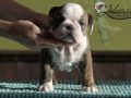 Female #6 Sire: MBISS GCH DELENCLOS CHEROKEE MILTON...Dam: SISLER`S FUNNY FACE AT WINDERMERE "Sissy" . (out of a daughter of HERMAN)