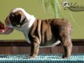 Female #6 Sire: MBISS GCH DELENCLOS CHEROKEE MILTON...Dam: SISLER`S FUNNY FACE AT WINDERMERE "Sissy" . (out of a daughter of HERMAN)