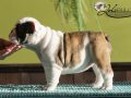Female #5 Sire: MBISS GCH DELENCLOS CHEROKEE MILTON...Dam: SISLER`S FUNNY FACE AT WINDERMERE "Sissy" . (out of a daughter of HERMAN)