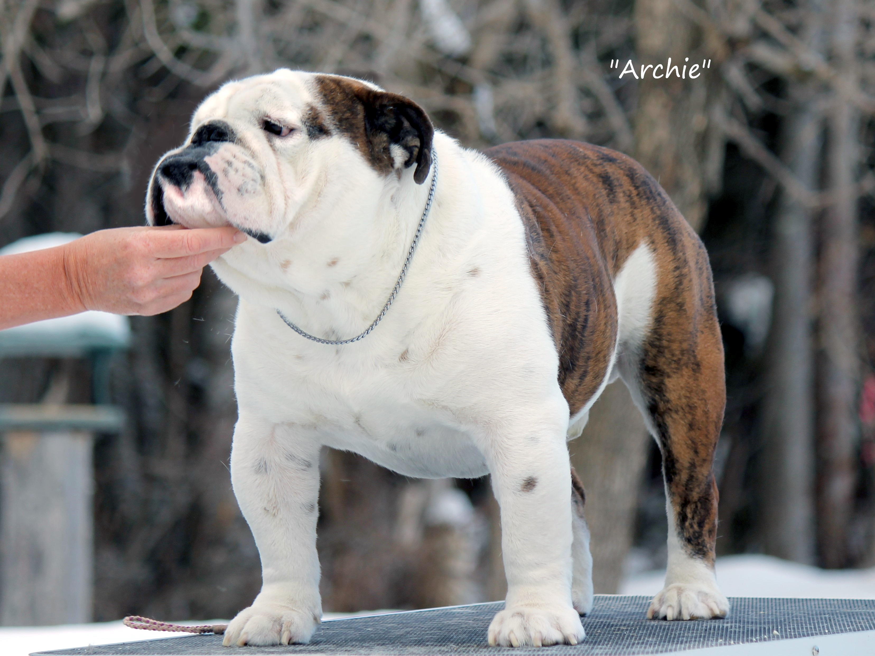 Cherokee shop bulldogs puppies