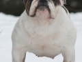 MBPIS CH Bluemount Silver Shadow “Dora” at 25 months old