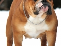 BBPIS MBPIG CH Drakes Legacy Of Jolibully  at 24 months old.