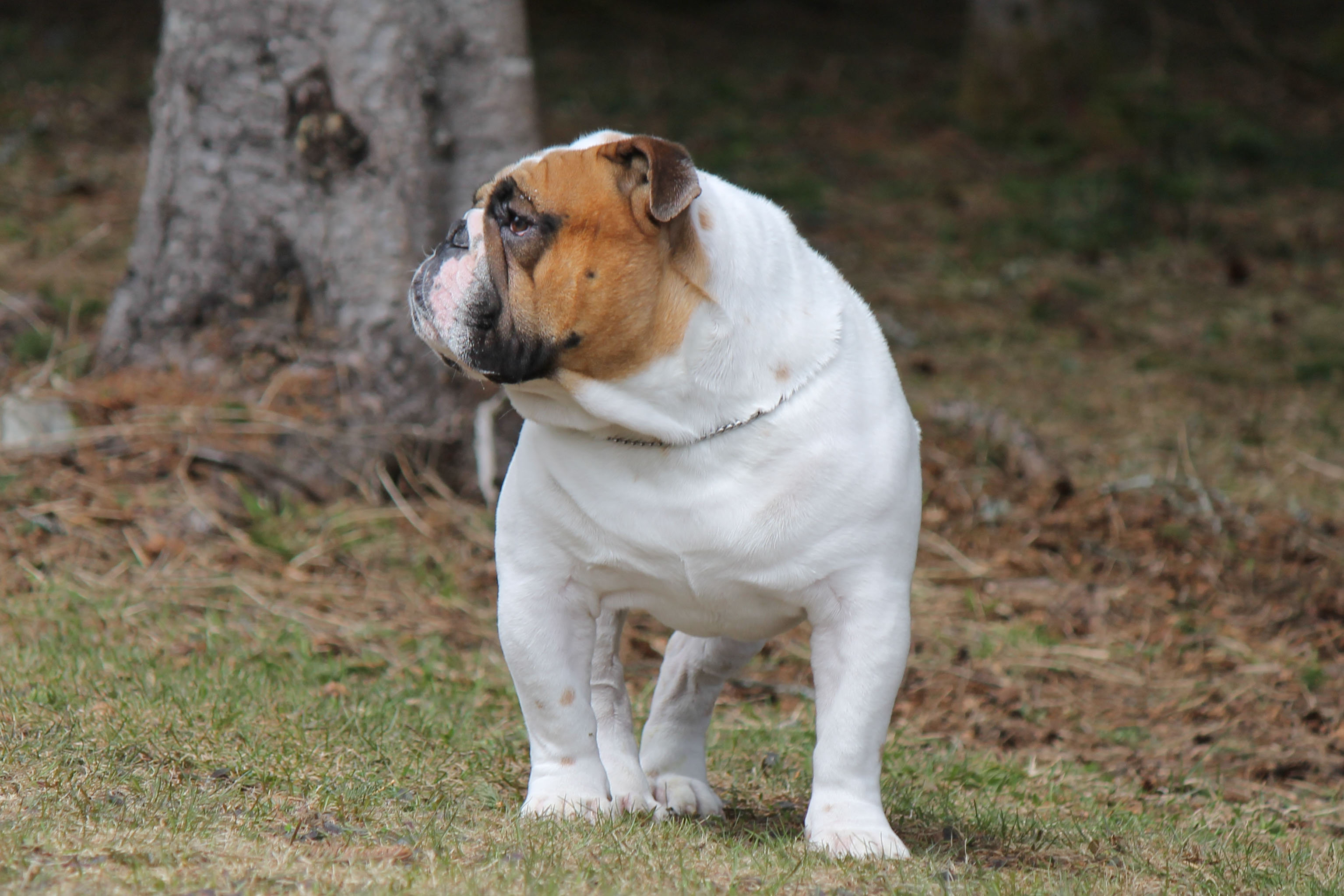 Zeus The English Bully