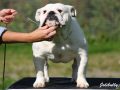 Jolibully Jolie Rose , 2 years old female. Sire: Bluemount Silver Spirit " BOB". Dam: Bulemount Silver Shadow " DORA" .