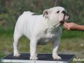 Jolibully Jolie Rose , 2 years old female. Sire: Bluemount Silver Spirit " BOB". Dam: Bulemount Silver Shadow " DORA"
