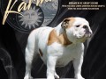 thumbnail_Jolin_Karma-bulldog-8-28-2024-1