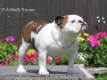 CH Jolibully Toscane