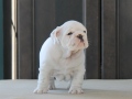 bbblanc1