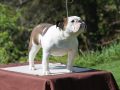 Jolibully Toscane