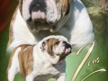 Jolibully Zeus add