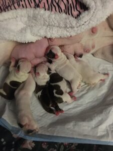 JOLIBULLY BULLDOG